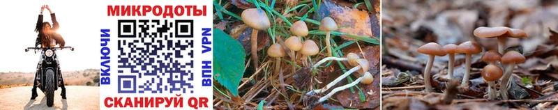 Купить где  Лахденпохья  Псилоцибиновые грибы Psilocybine cubensis 